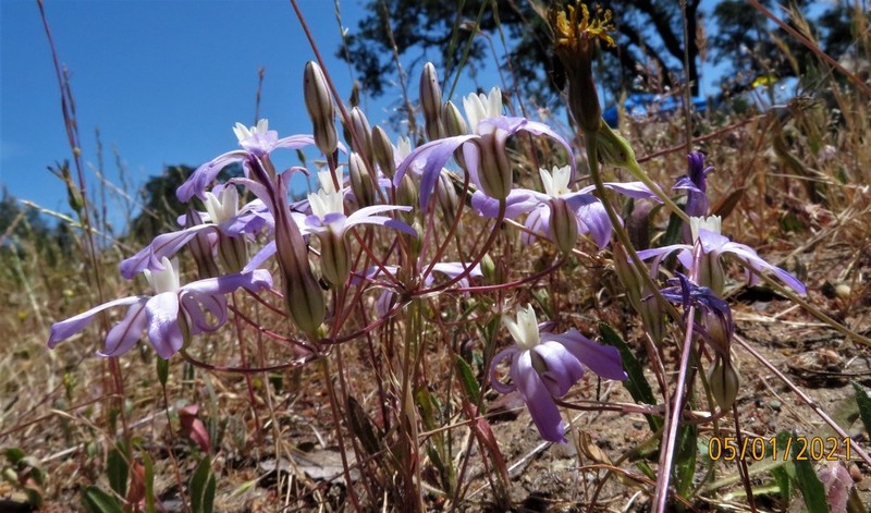 Vernalpool Brodiaea photo 4