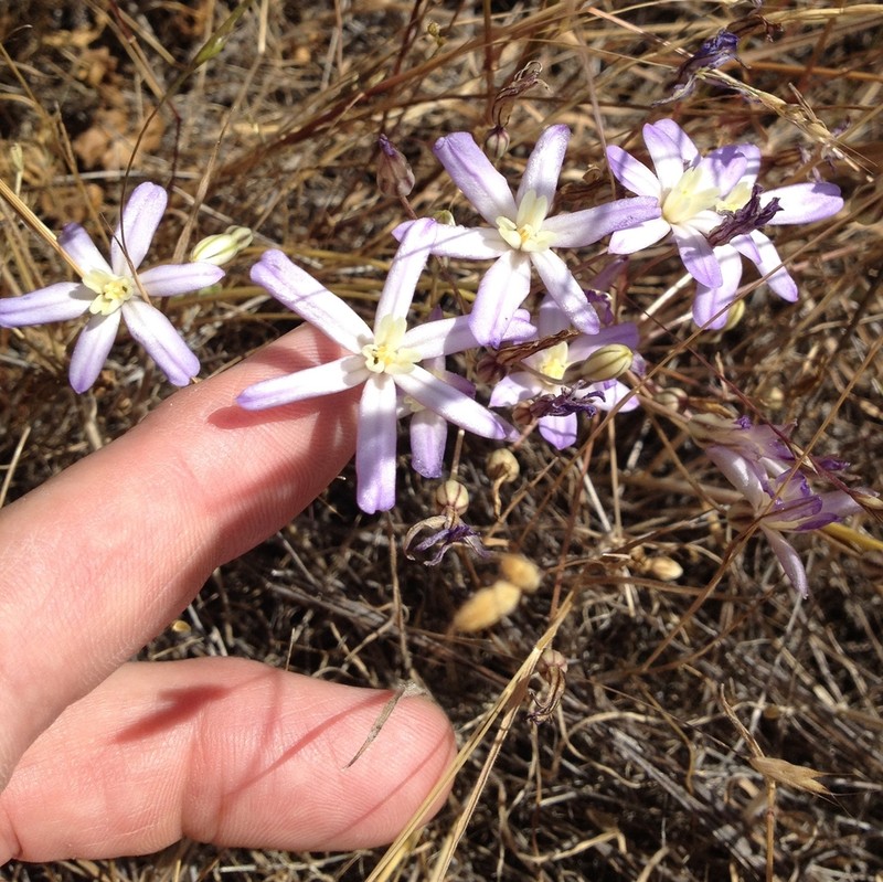 Vernalpool Brodiaea photo 5