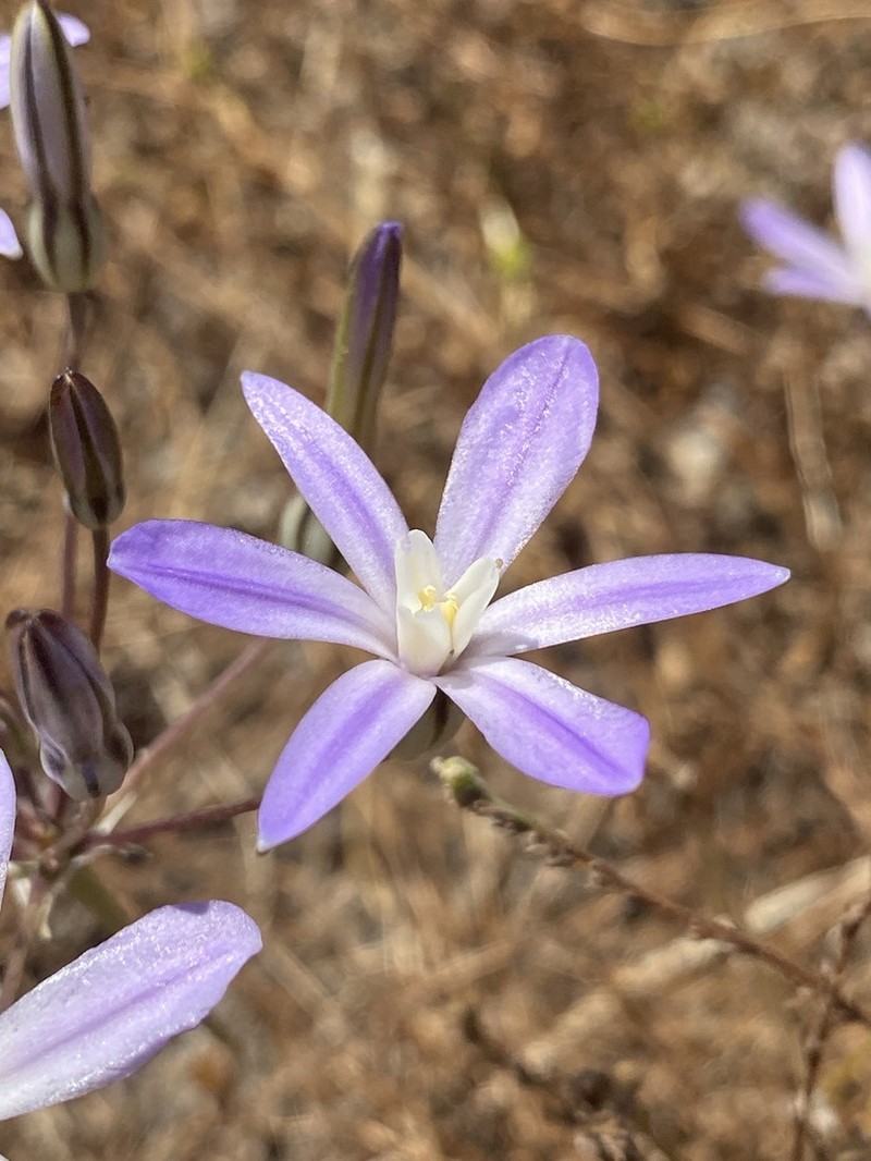 Vernalpool Brodiaea photo 6