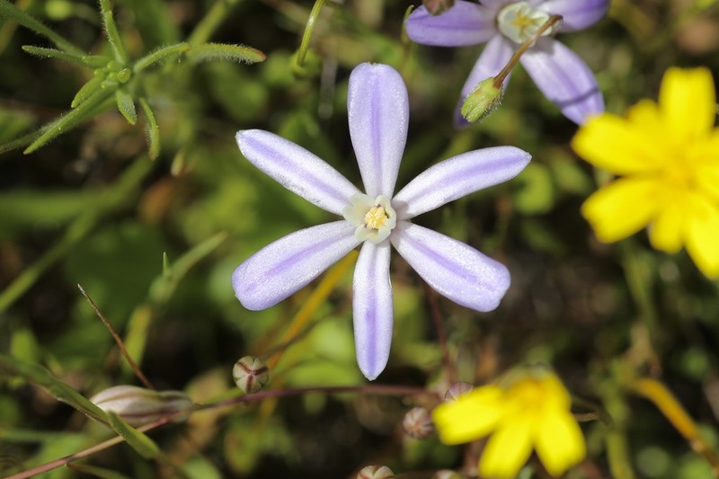 Vernalpool Brodiaea photo 7