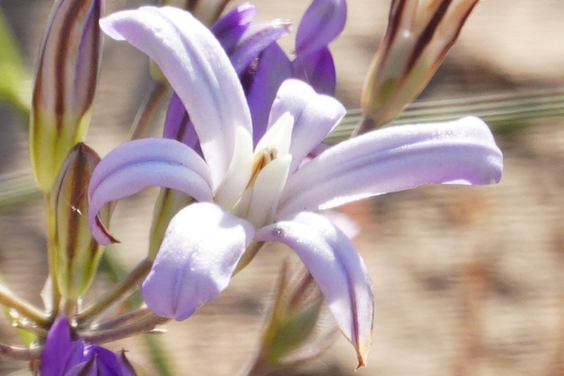 Vernalpool Brodiaea photo 8