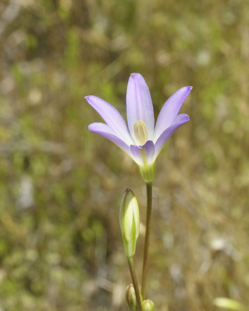 Orcutt's Brodiaea photo 2