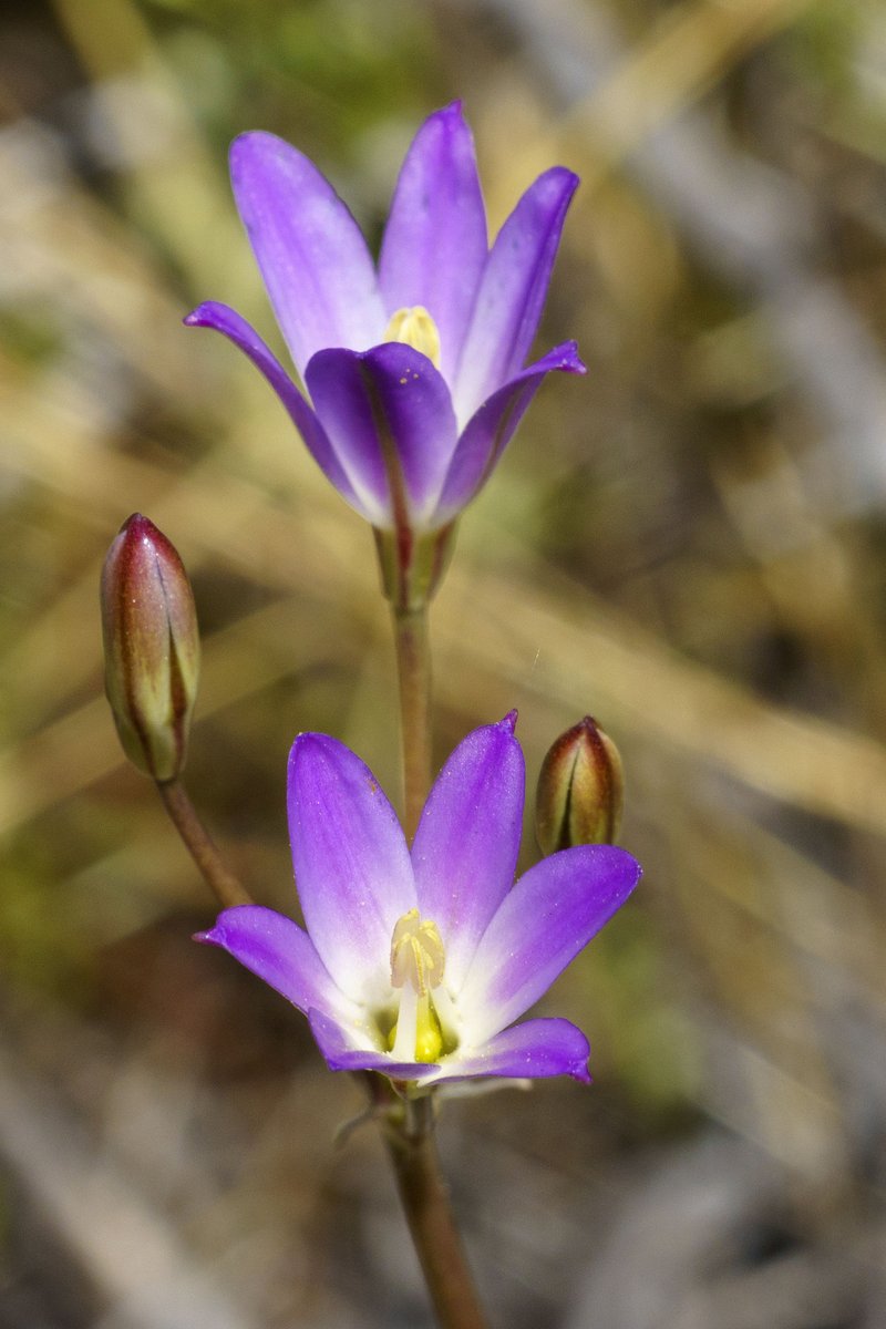 Orcutt's Brodiaea