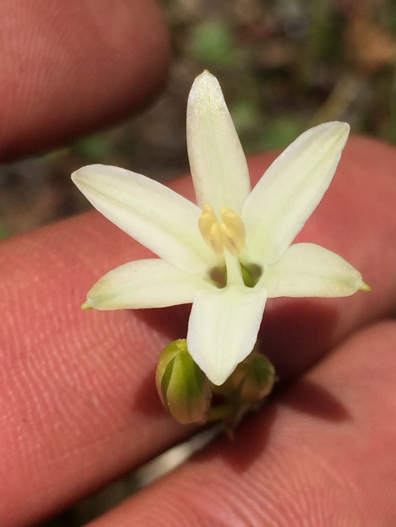 Orcutt's Brodiaea photo 3
