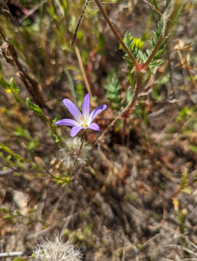 Orcutt's Brodiaea photo 4