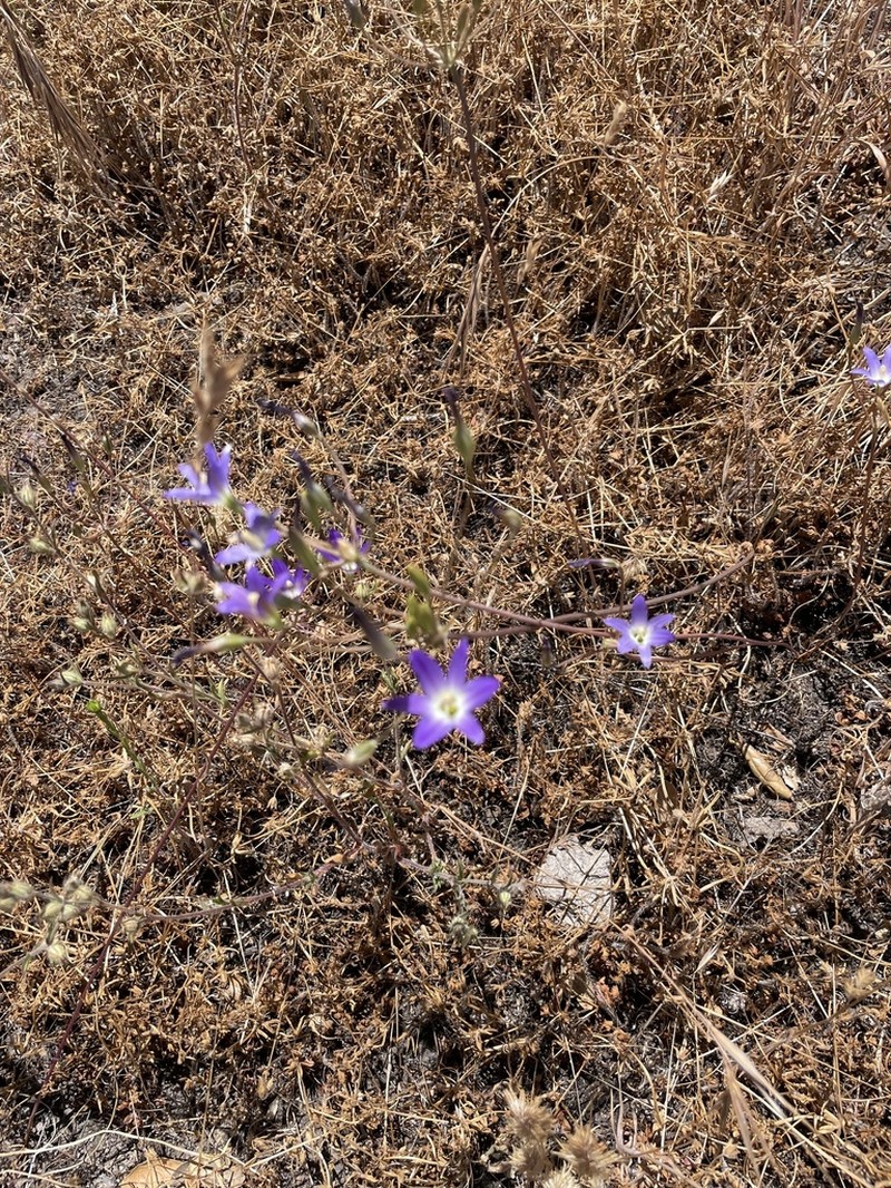 Orcutt's Brodiaea photo 5