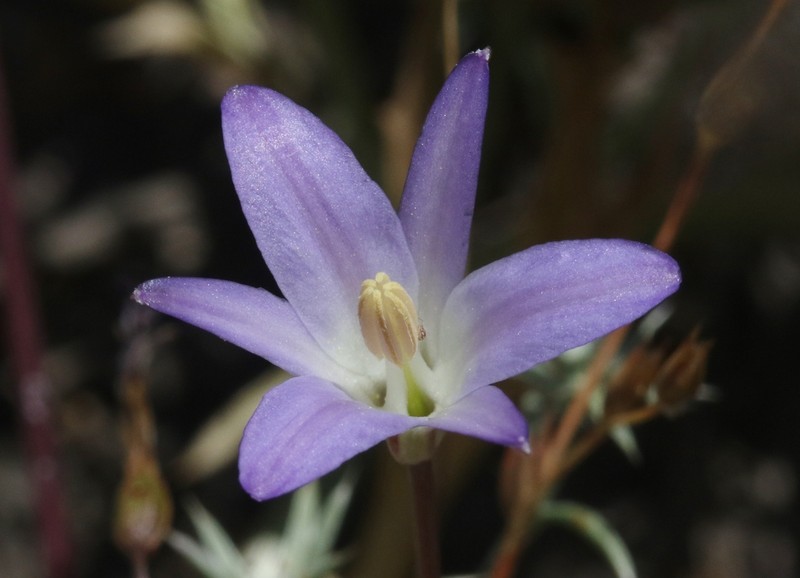 Orcutt's Brodiaea photo 6