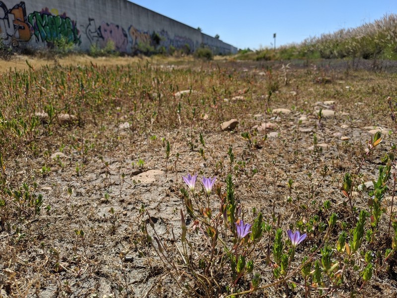 Orcutt's Brodiaea photo 7