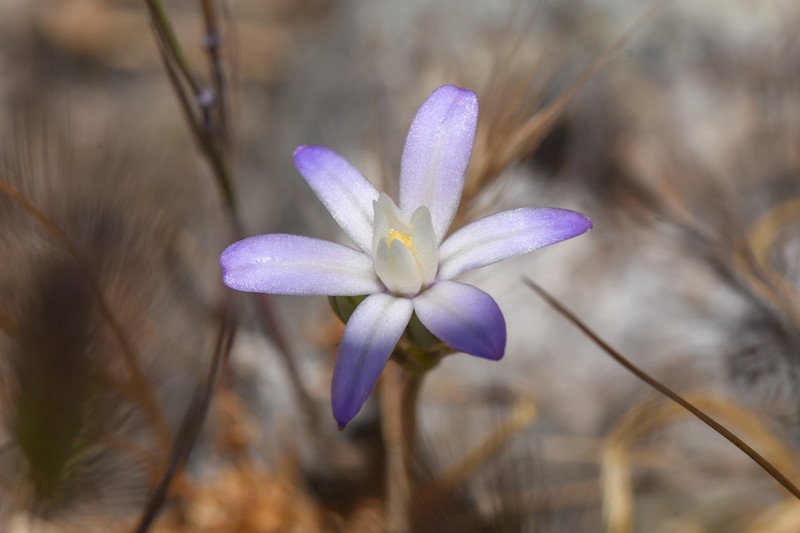 Chinese Camp Brodiaea photo 3