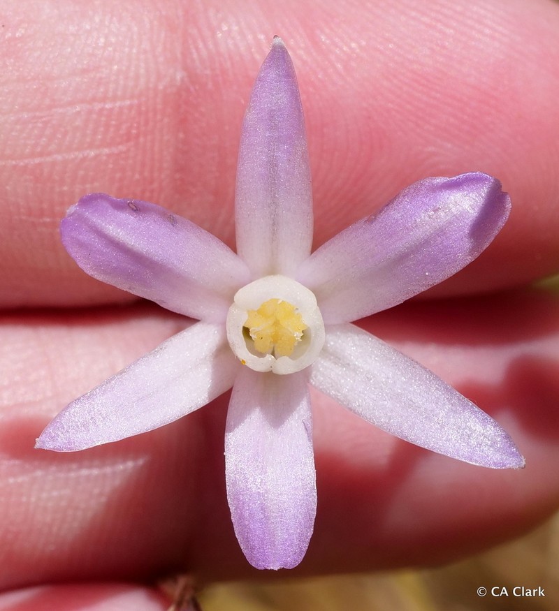 Chinese Camp Brodiaea photo 4