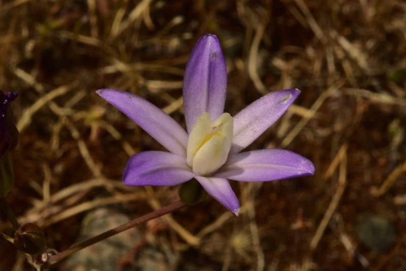 Chinese Camp Brodiaea photo 5