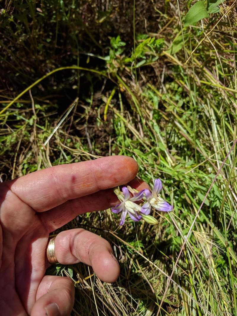 Chinese Camp Brodiaea photo 6