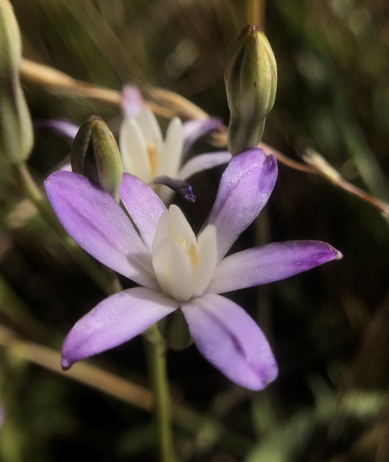 Chinese Camp Brodiaea photo 7