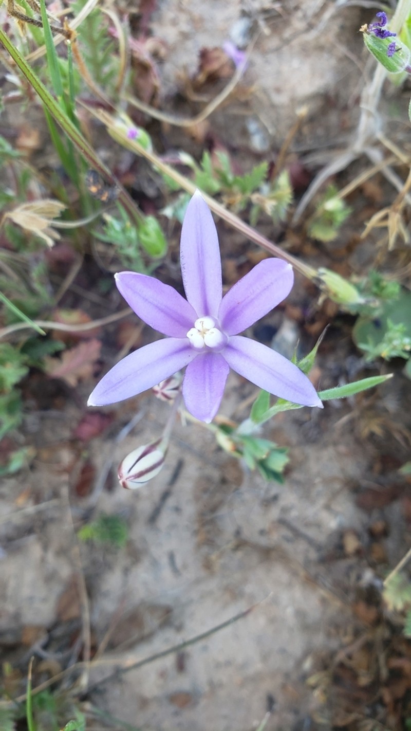 Brodiaea rosea