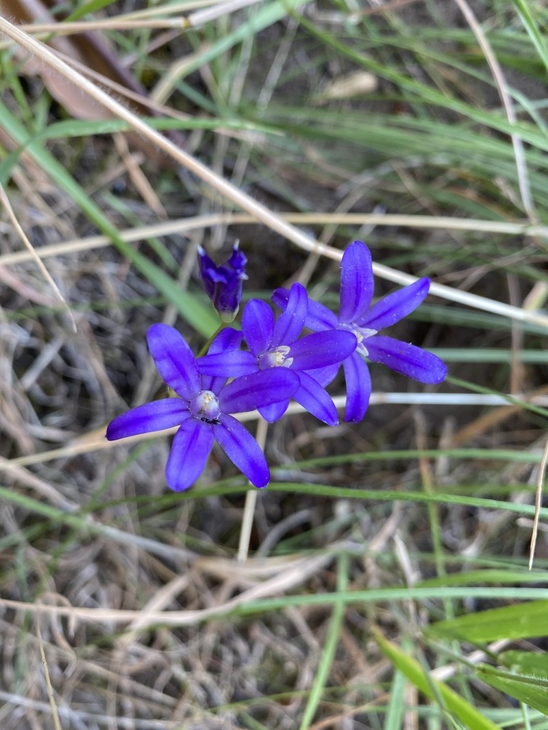 Brodiaea rosea photo 2