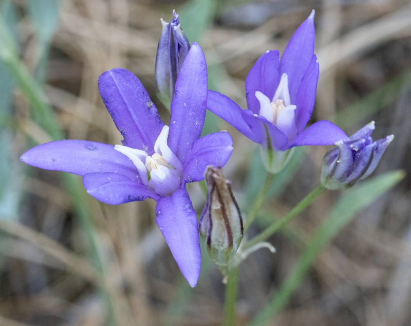 Brodiaea rosea photo 3