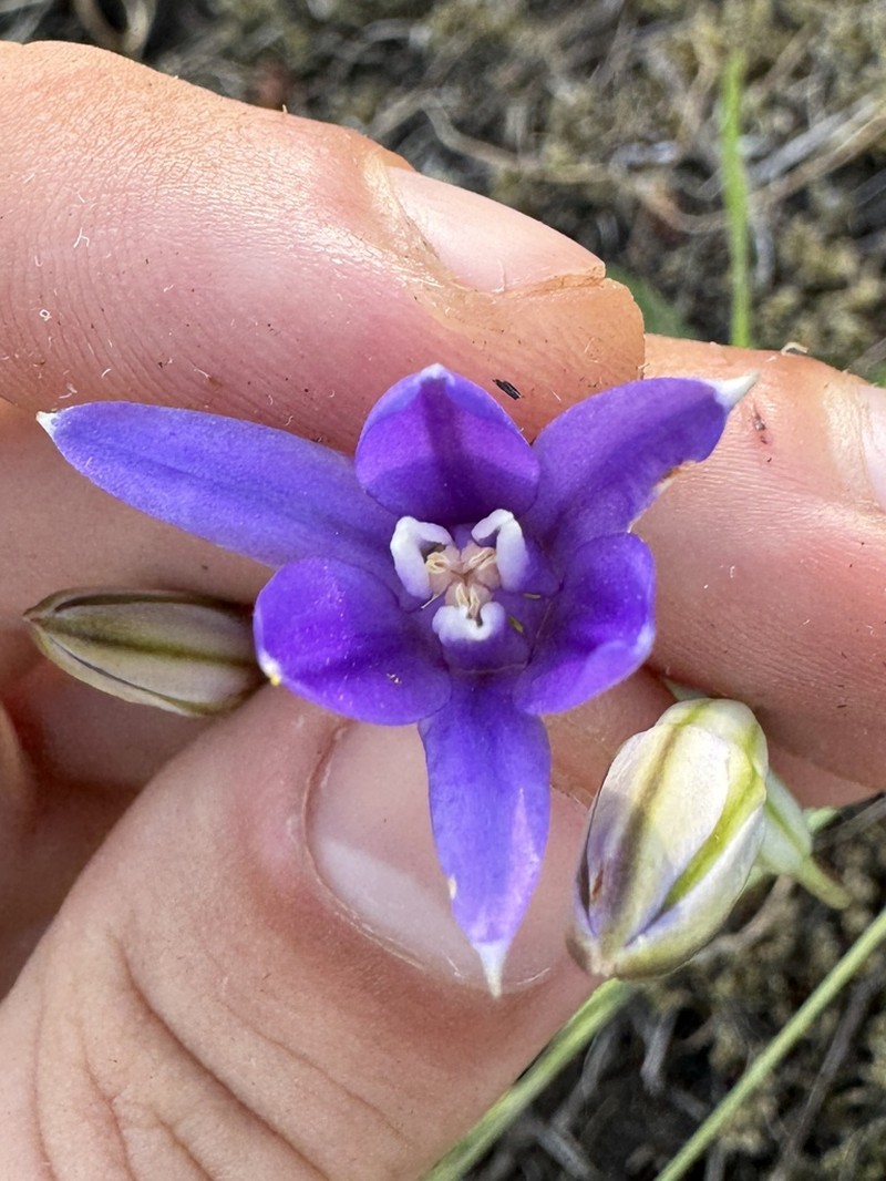 Brodiaea rosea photo 4