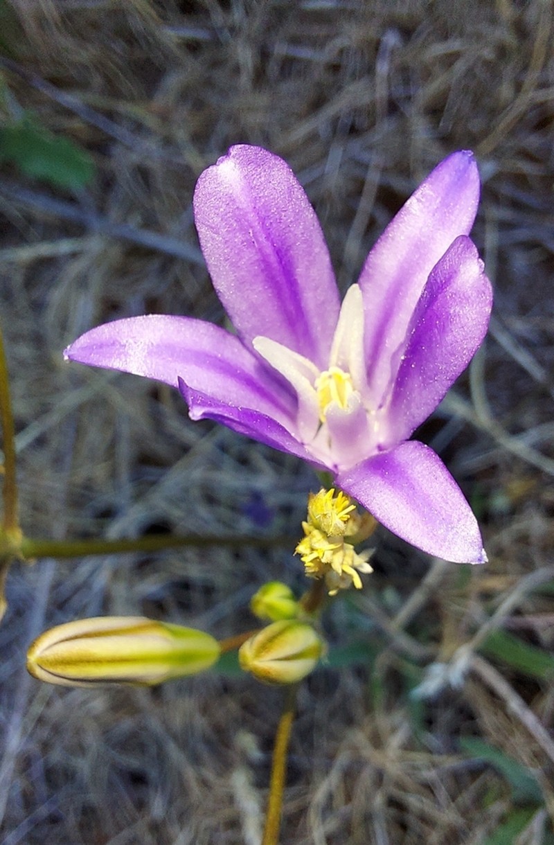 Brodiaea rosea photo 5