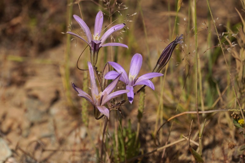 Brodiaea rosea photo 6