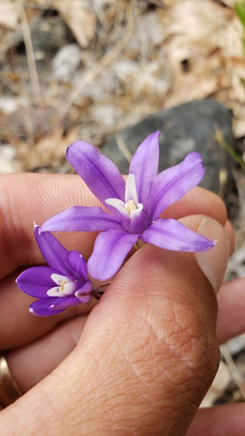 Brodiaea rosea photo 7