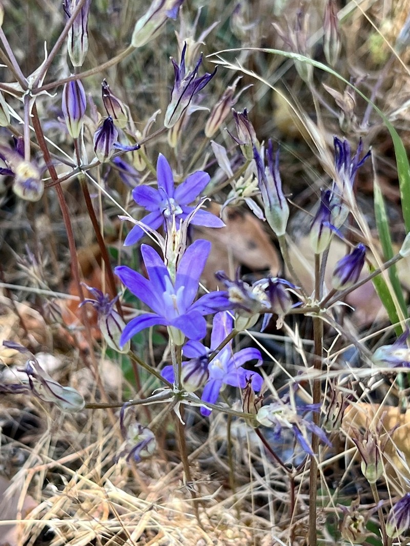 Brodiaea rosea photo 8