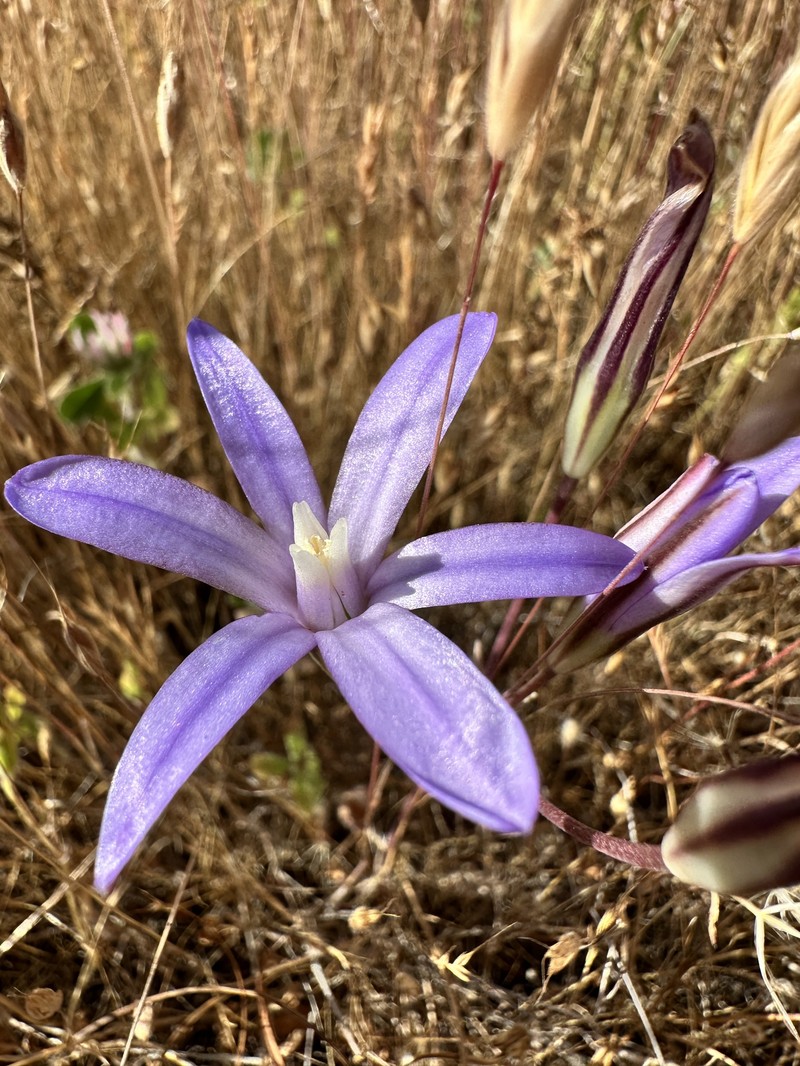Brodiaea rosea subsp. vallicola