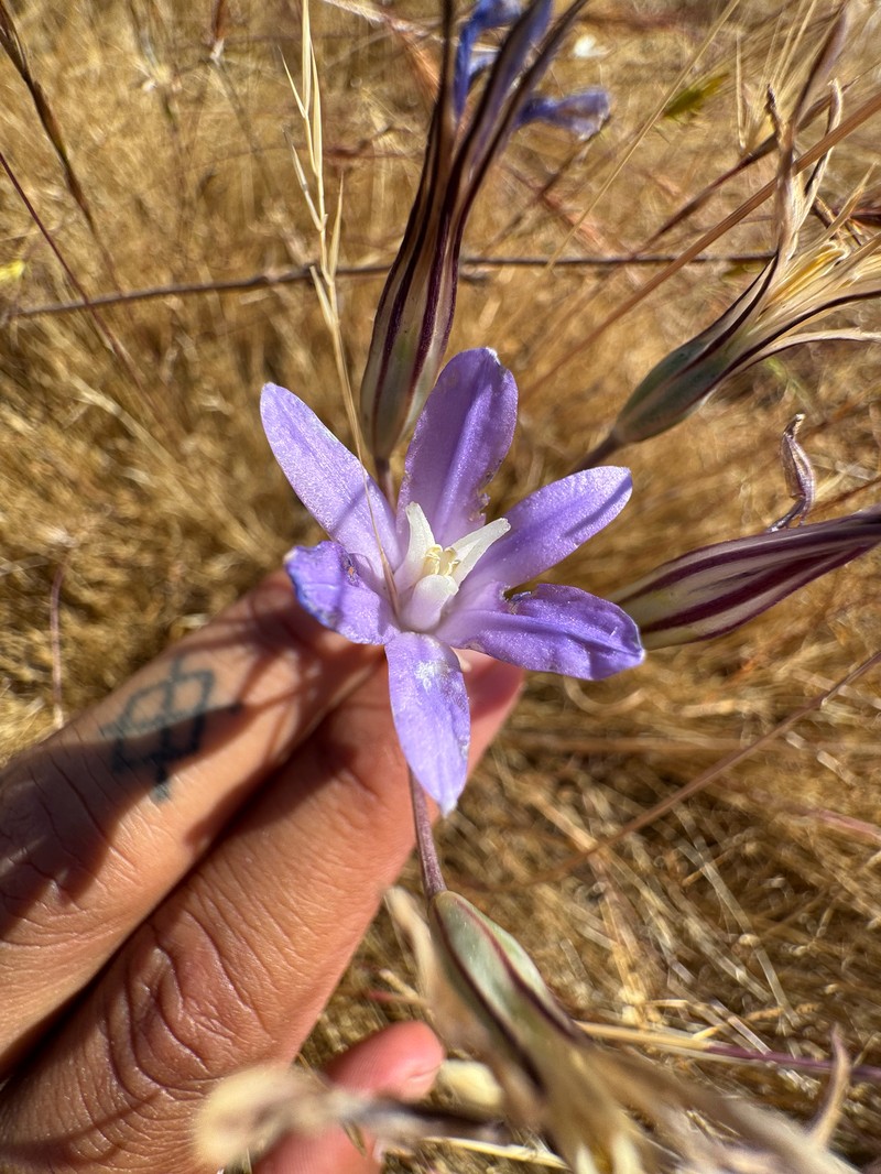 Brodiaea rosea subsp. vallicola photo 2