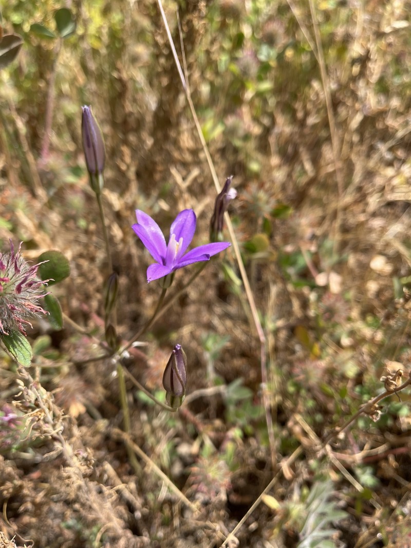 Brodiaea rosea subsp. vallicola photo 3
