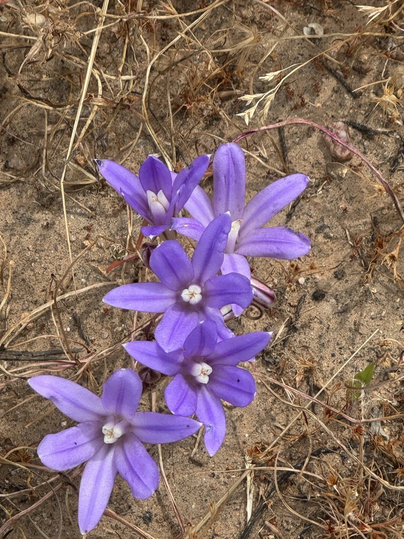 Brodiaea rosea subsp. vallicola photo 4