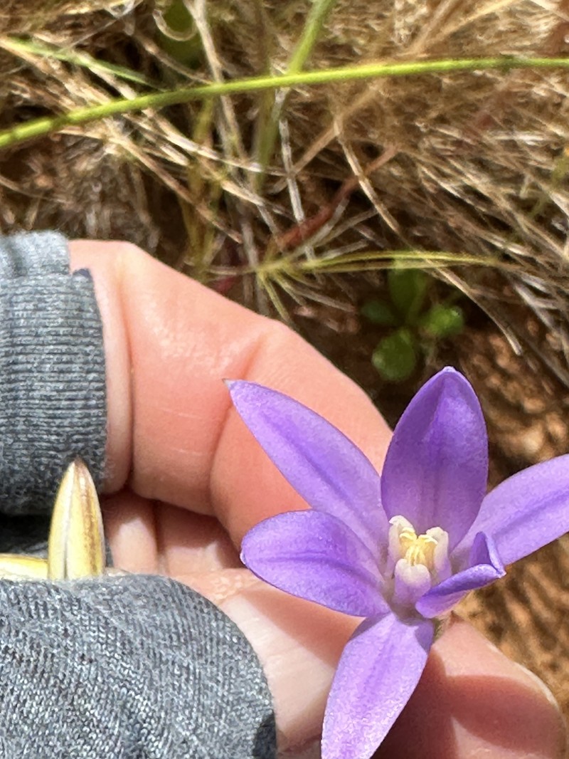 Brodiaea rosea subsp. vallicola photo 5