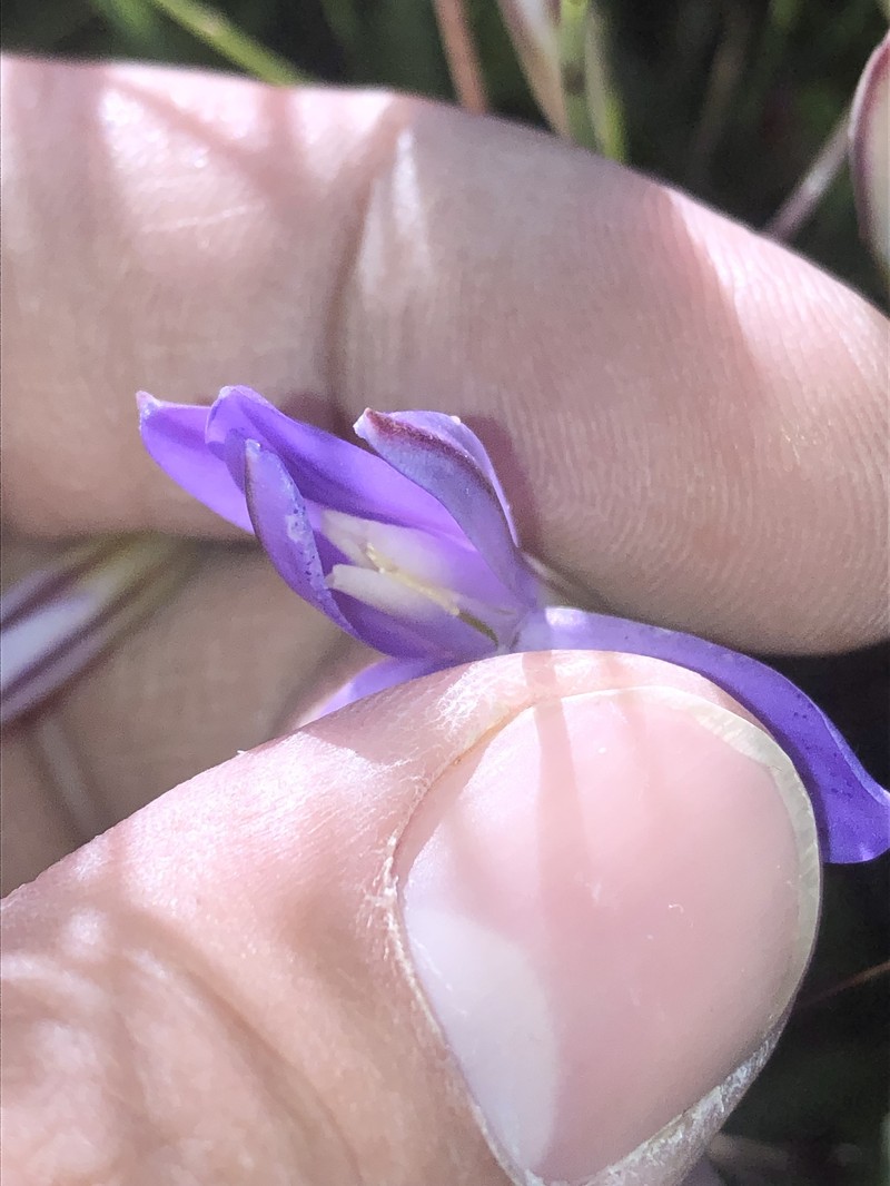 Brodiaea rosea subsp. vallicola photo 6