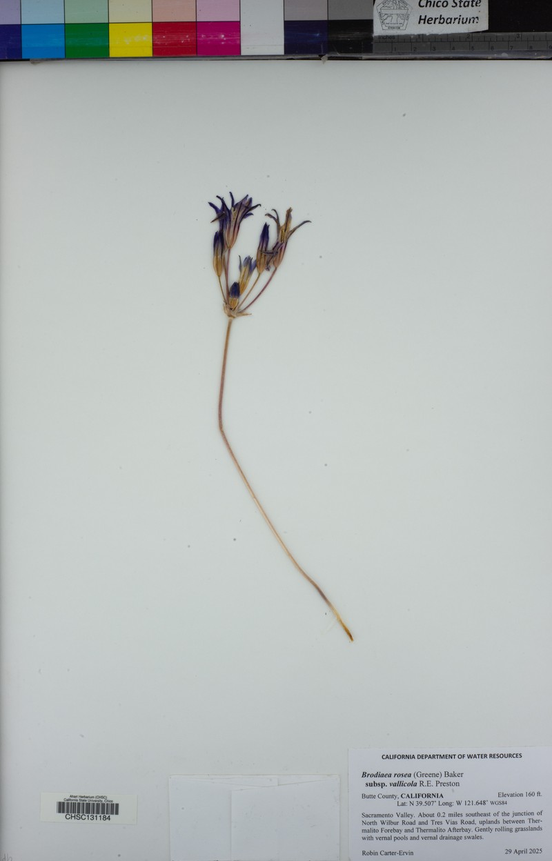 Brodiaea rosea subsp. vallicola photo 8