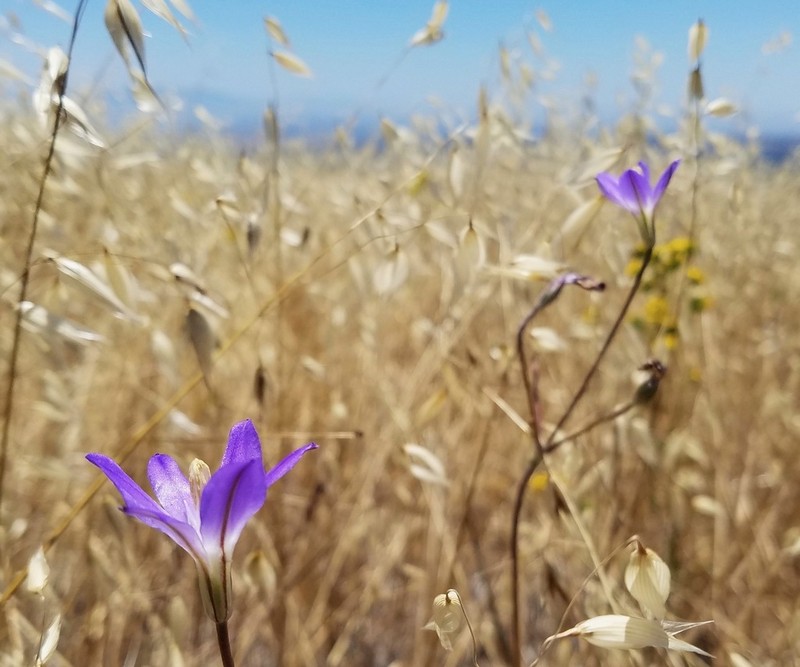 Santa Rosa Basalt Brodiaea
