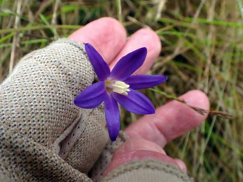 Santa Rosa Basalt Brodiaea photo 2