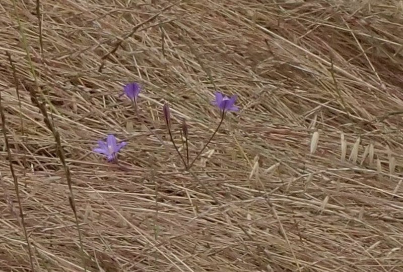 Santa Rosa Basalt Brodiaea photo 3
