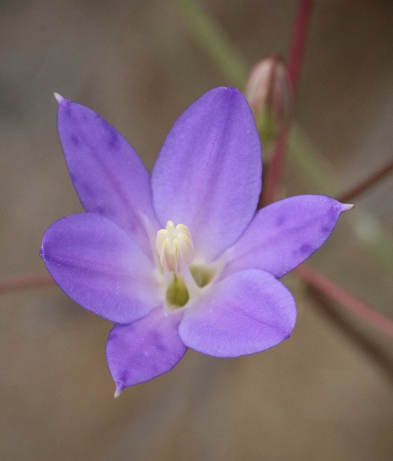 Santa Rosa Basalt Brodiaea photo 4