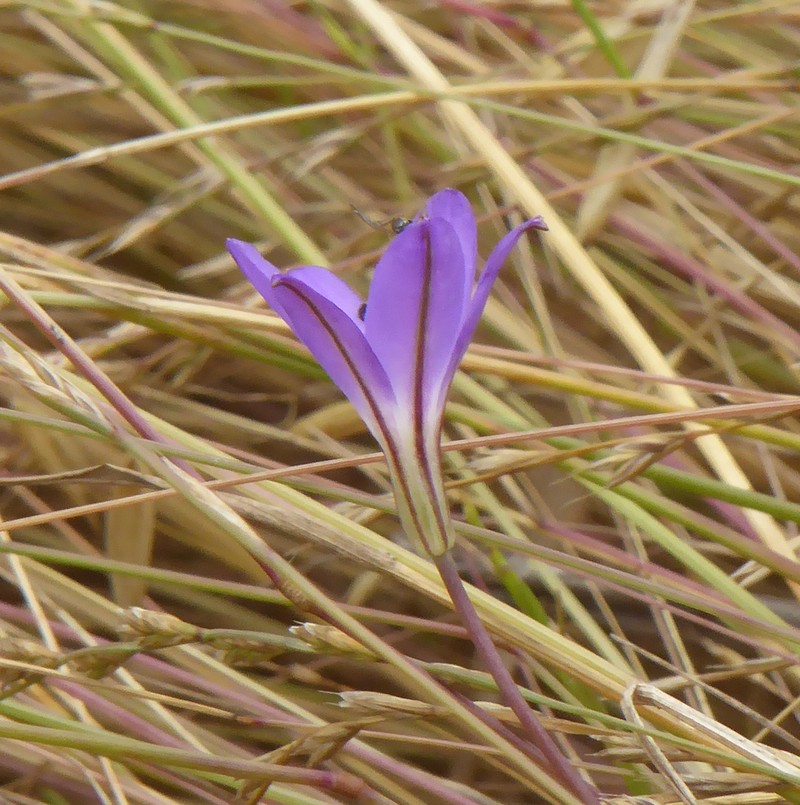 Santa Rosa Basalt Brodiaea photo 5