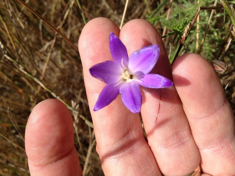 Santa Rosa Basalt Brodiaea photo 6
