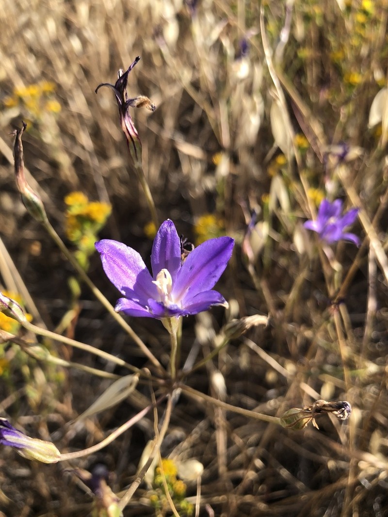 Santa Rosa Basalt Brodiaea photo 7