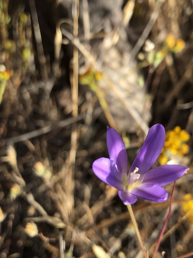 Santa Rosa Basalt Brodiaea photo 8