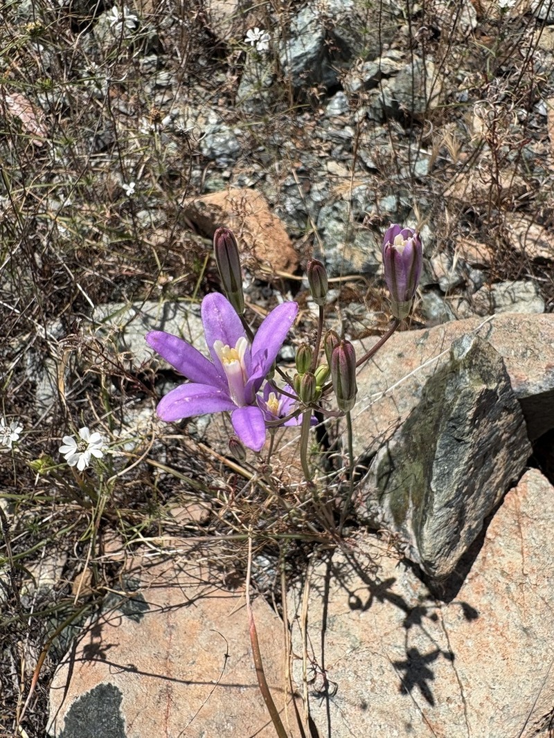 Brodiaea sierrae