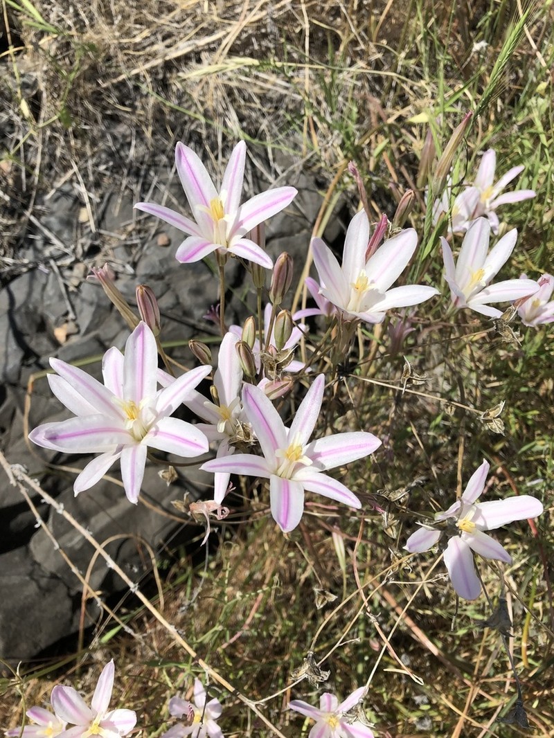 Brodiaea sierrae photo 2