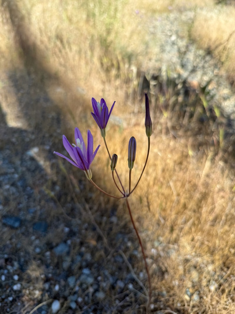 Brodiaea sierrae photo 3