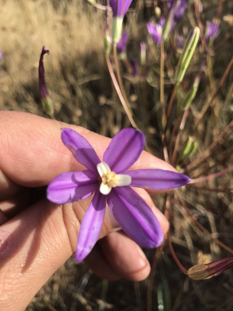 Brodiaea sierrae photo 4
