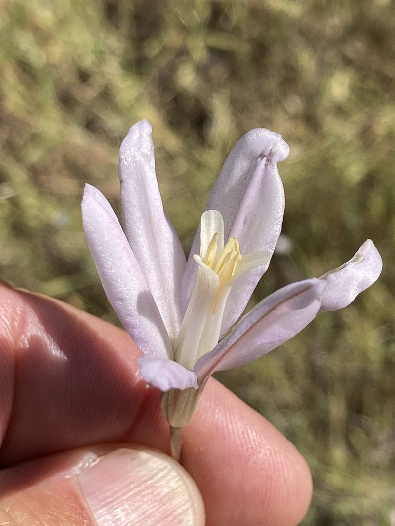 Brodiaea sierrae photo 5