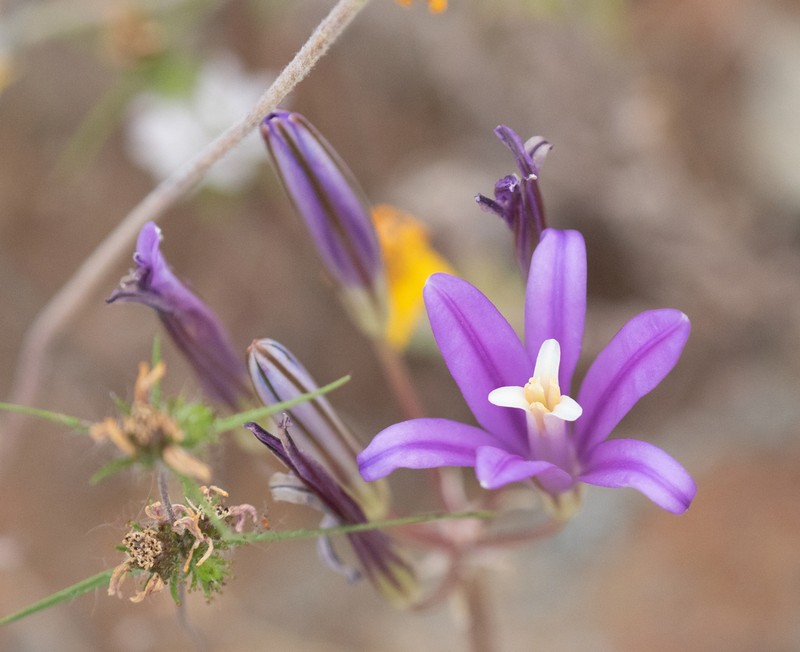 Brodiaea sierrae photo 6