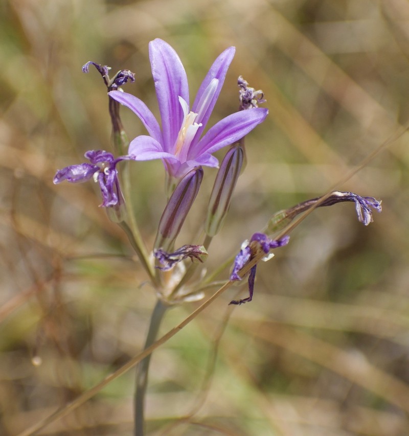 Brodiaea sierrae photo 7