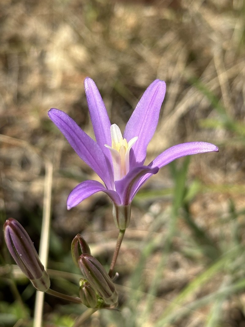 Brodiaea sierrae photo 8