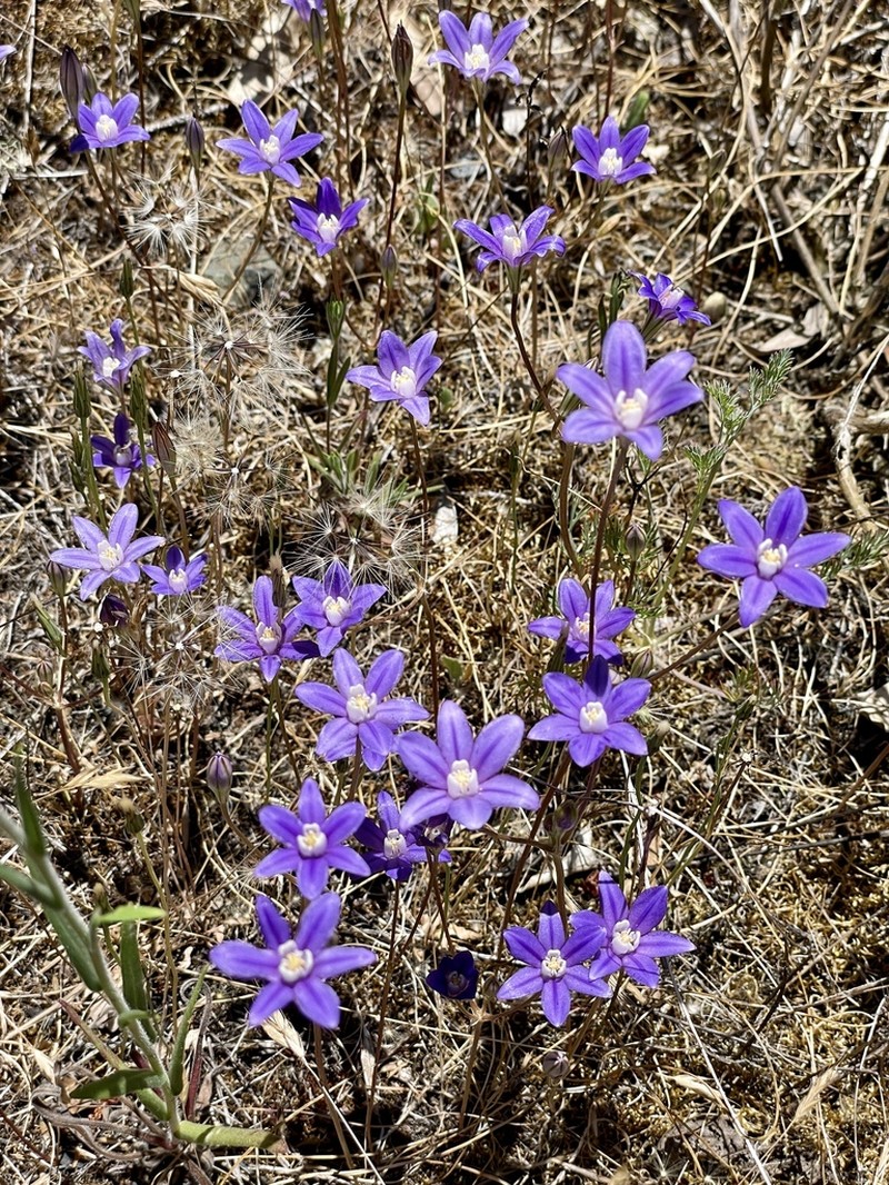Starflower Brodiaea