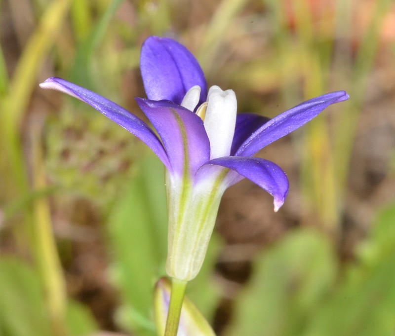 Starflower Brodiaea photo 2